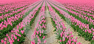 Converging rows of pink flowering tulip bulbs