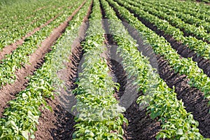 Converging rows of young potato plants