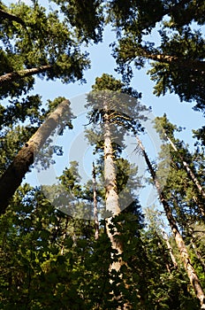 Converging trees