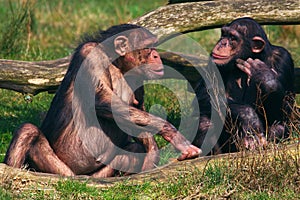 Conversation between two chimpanzees photo