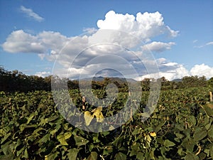 Conversion of bean farmers in Chiang mai