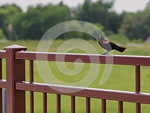 Conversive Redwing Blackbird