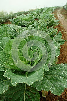 Convert green cabbage fresh