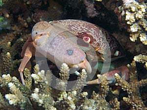 Convex crab photo