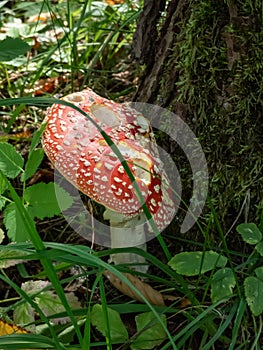 Convex Fly Agaric (Amanita Muscaria) mushroom with white warts growing in forest next to a big stem covered