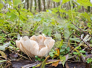 Convex Lepista or Clitocybe nebularis mushroom
