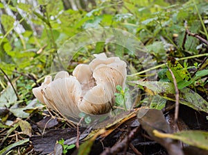 Convex Lepista or Clitocybe nebularis mushroom