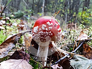 Convex red poisonous mushroom Fly Agaric mushroom with white warts in the soil with dry leaves and needles. Fall background