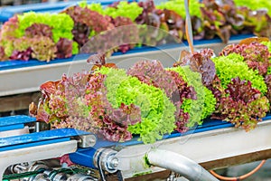 Conveyor belt with fresh lollo rosso lettuce