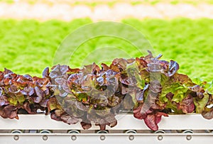 Conveyor belt with fresh lollo rosso lettuce photo