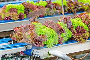 Conveyor belt with fresh lollo rosso lettuce photo