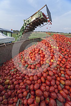 Conveyor belt of harvester collecting tomatoes in trailer, Spain