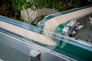 Conveyor belt with salt