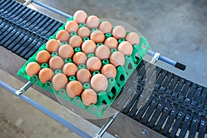 Conveyor belt transporting a crate with fresh eggs