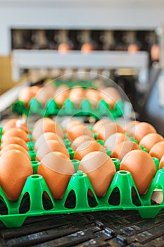 Conveyor belt transporting crates with fresh eggs