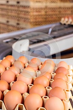 Conveyor belt transporting crates with fresh eggs