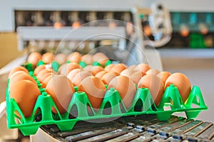 Conveyor belt transporting crates with fresh eggs