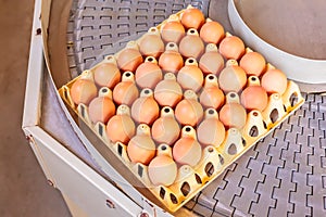 Conveyor belt transporting crates with fresh eggs