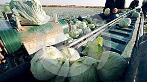 Conveyor complex with reaped cabbage being transported by it