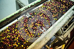 Conveyor transfering olives