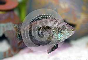 Convict Cichlid