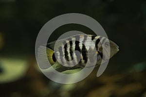 The convict cichlid Amatitlania nigrofasciata.