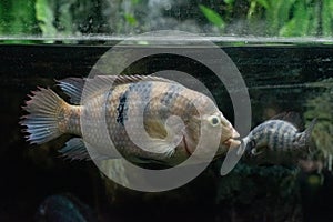 The convict cichlid Amatitlania nigrofasciata fish floating in aquarium photo