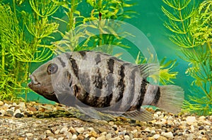 Convict cichlid photo