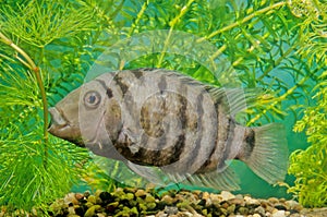 Convict cichlid photo