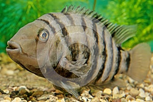 Convict cichlid photo