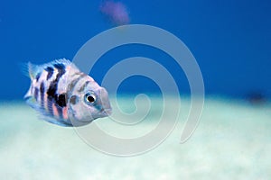 The convict cichlid fish - (Amatitlania nigrofasciata) photo
