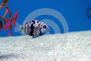 The convict cichlid fish - (Amatitlania nigrofasciata) photo