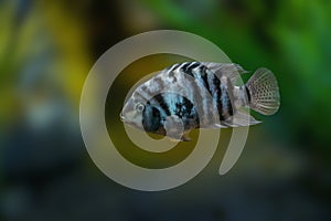 Convict Cichlid - Freshwater Fish photo