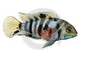 Convict cichlid Amatitlania nigrofasciata zebra cichlids aquarium fish