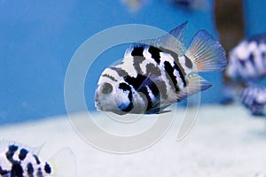 The convict cichlid fish - (Amatitlania nigrofasciata)