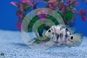 The convict cichlid fish - (Amatitlania nigrofasciata) photo