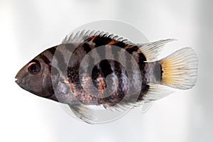 Convict cichlid (Zebra cichlid)