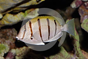 Convict Surgeonfish