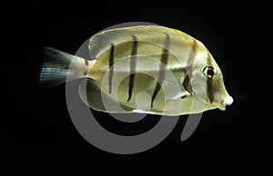 Convict Surgeonfish, acanthurus triostegus, Adult against Black Background