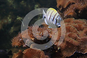 Convict surgeonfish