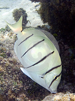 Convict Surgeonfish macro photo