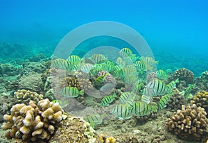 Convict Tang photo