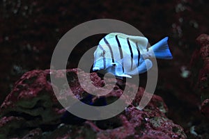 Convict tang photo