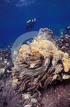 Convict Tang photo