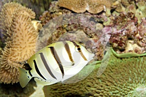 Convict Tang (Acanthurus triostegus) photo