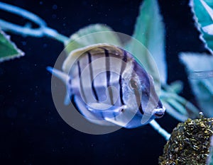 Convict Tang, Acanthurus triostegus, Eating photo