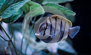 Convict Tang, Acanthurus triostegus, Swimming photo