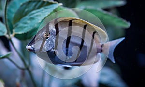 Convict Tang, Acanthurus triostegus, Swimming photo