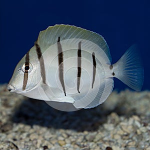 Convict Tang Acanthurus triostegus photo