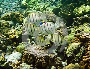 Convict Tangs photo